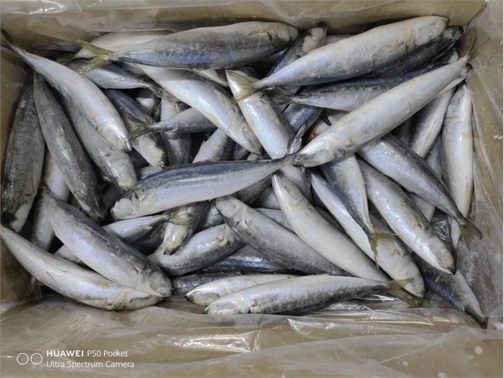 Frozen Fish Layang Scad China Factory