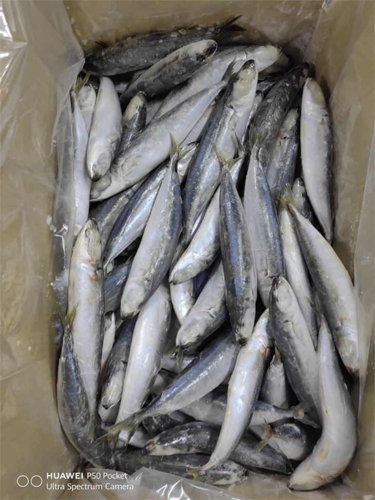 Frozen Fish Layang Scad China Factory