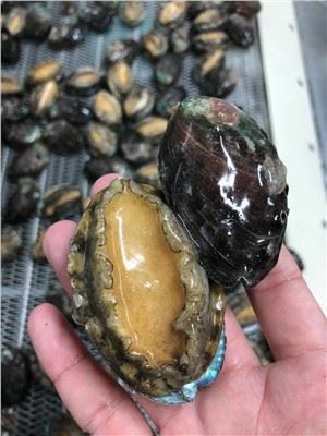 Замороженное морское ушко