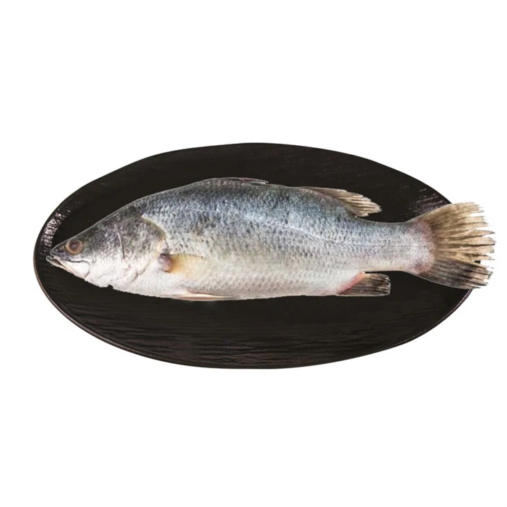 Морской окунь, выращенная на ферме - Barramundi