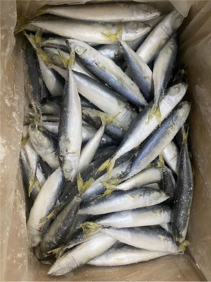 Frozen Mackerel Chinese Factory