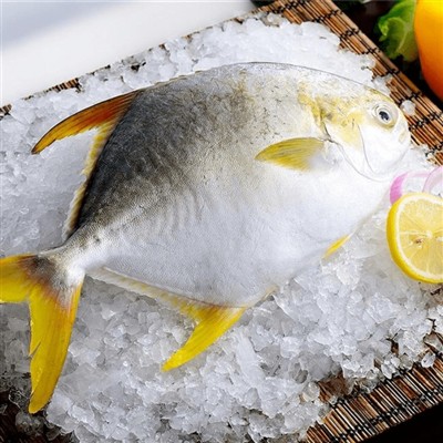 Стратегия разведения Золотого Помфрета