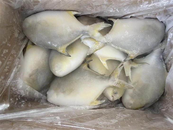 Frozen Fish For Golden Pompano Frozen Fish For Golden Pompano