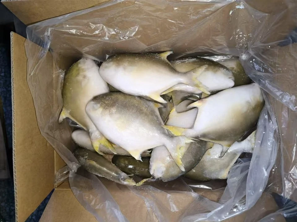 Frozen Golden Pompano Supplier