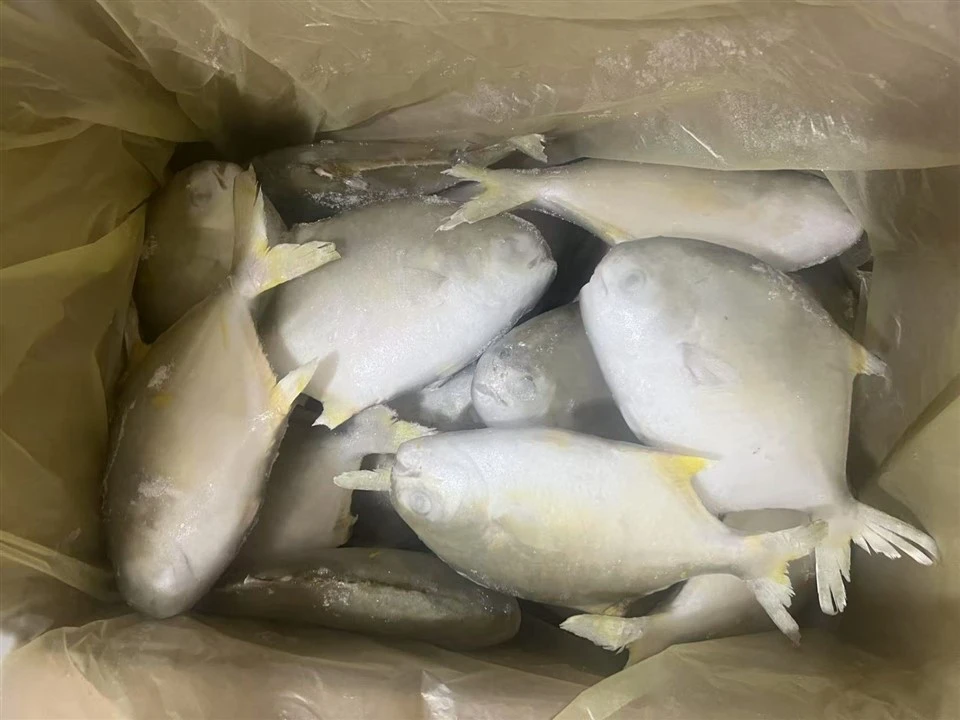 Frozen Golden Pompano Supplier