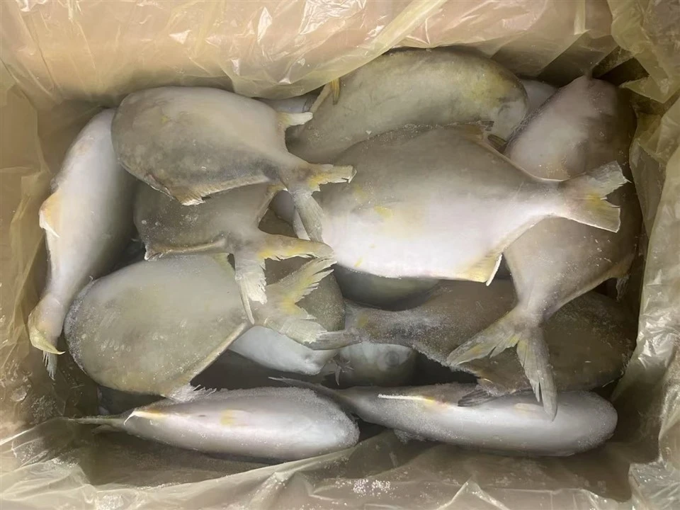 Frozen Golden Pompano Supplier