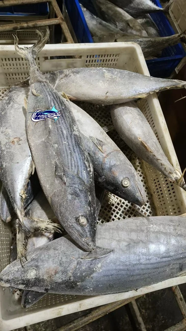 Frozen Oriental Bonito