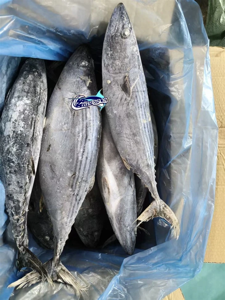 Frozen Oriental Bonito