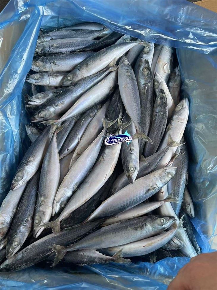 Frozen Pacific Chub Mackerel factory