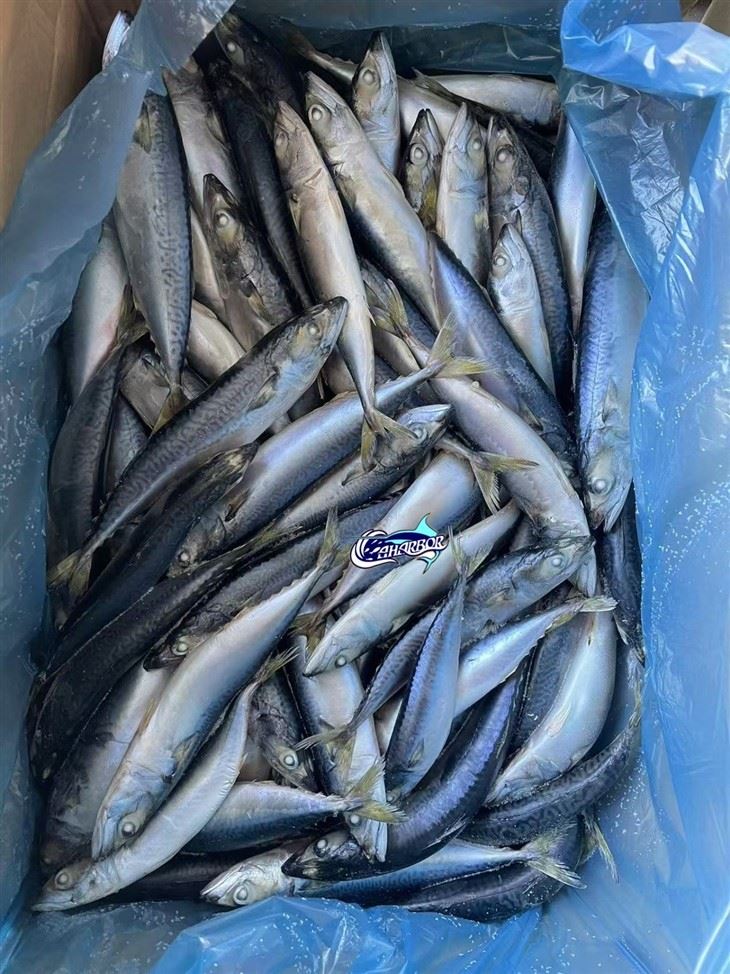 Frozen Pacific Chub Mackerel suppliers