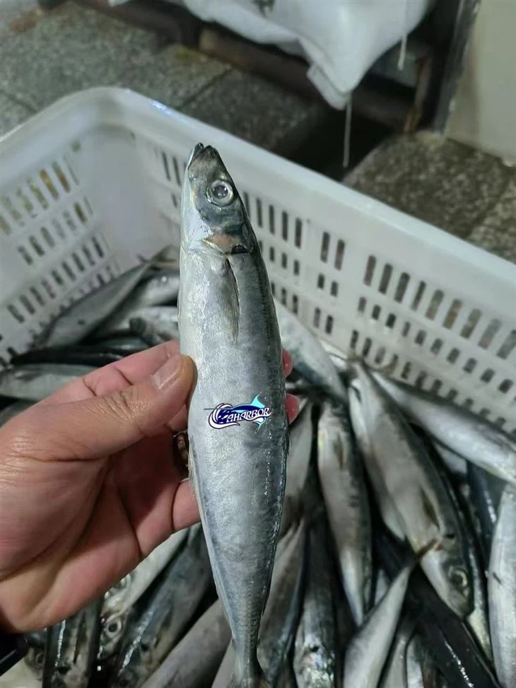 Frozen Shortfin Scad Fish factory