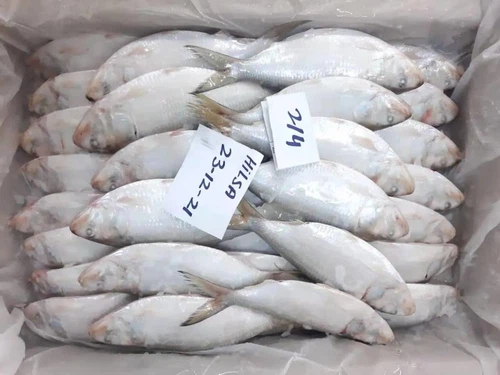 Best-Price-Frozen-Seafood-Oman-Hilsa-Fish Best-Price-Frozen-Seafood-Oman-Hilsa-Fish
