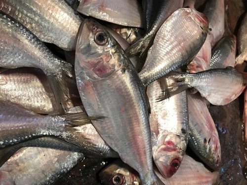 Hilsafish Hilsafish