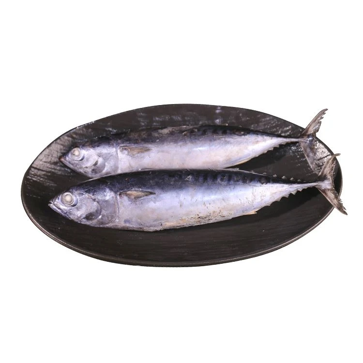 bonito bonito