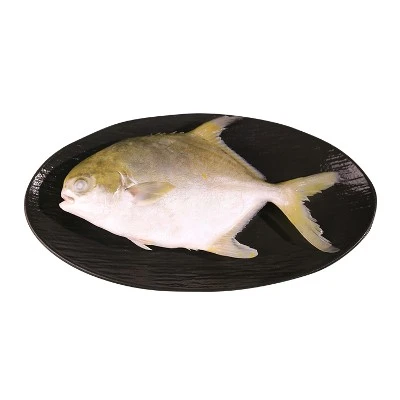 golden pompano golden pompano