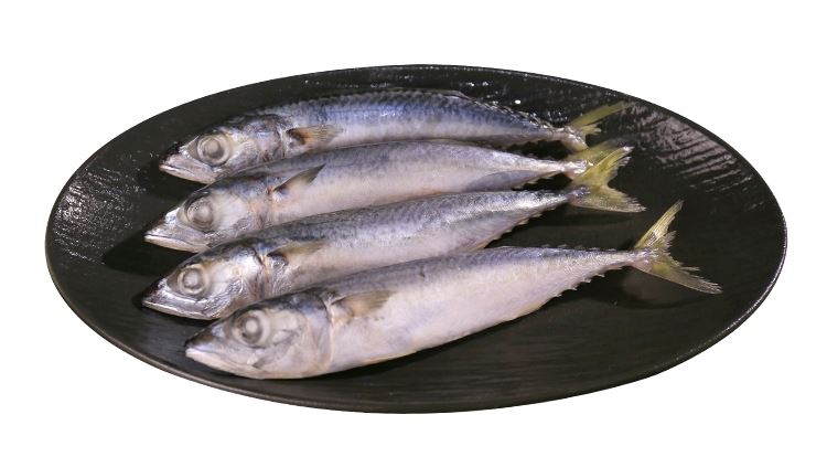 pacific mackerel pacific mackerel