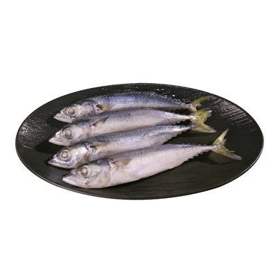 IQF Frozen Blue Mackerel